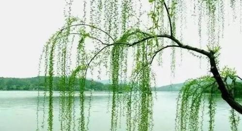 阳光语言矫正说|古语说“三树不能砍，福散穷来伴”，指的什么树？古人的经验之谈