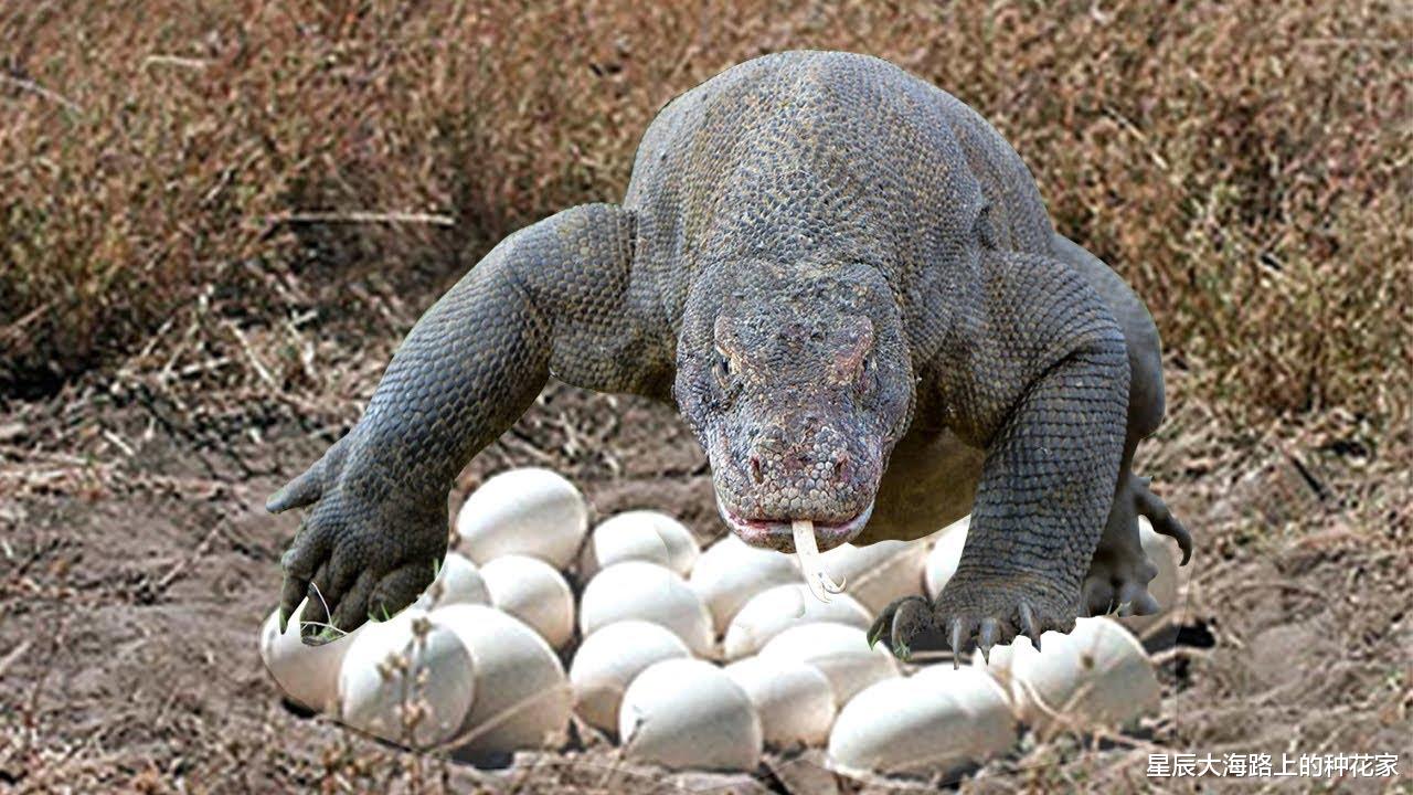  巨石滚落，寿命150年的“五爪金龙”意外现身，云南发现国宝巨蜥