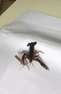 铭洋说育儿|神回复：说出你们听过最奇葩的分手理由，妹子这个够奇葩