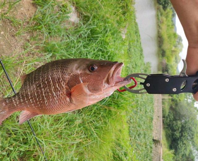 广东省|广东一男子钓获“怪鱼”，满嘴利齿像海鱼，网友：你家海鱼住淡水