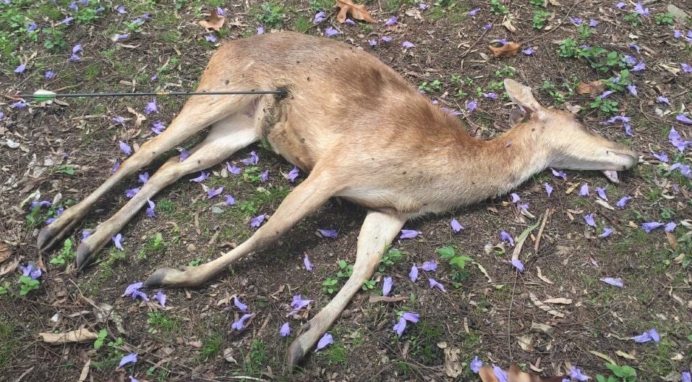 白尾鹿 白尾鹿在美国被疯狂猎杀，头部中箭后仍顽强存活，它做错了啥？