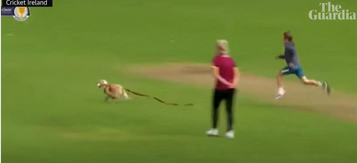 银城星系|毛孩闯比赛“叼球狂奔”球员狂追打乱赛程：赛后获颁MVP