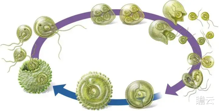 长达40亿年的生命历程,人类是如何一步步进化来的?(人类进化极简史)