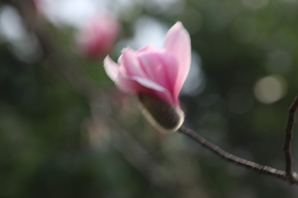 行走江苏 南京连日春暖 雨花台宝华玉兰绽放
