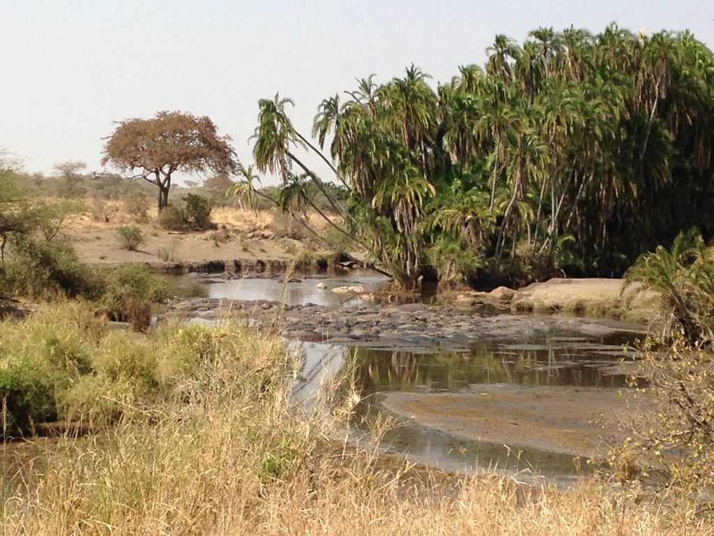 植物|古语说“宁宿荒坟，不住荒庙”，难道古庙比荒坟更可怕？