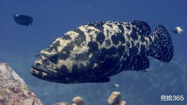 海钓|近海碰上了石斑鱼窝,广东男子海钓的罕见经历,结局满满的正能量