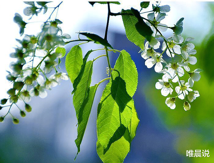 唯晨说|识人:那些不能深交的人,身上有特征