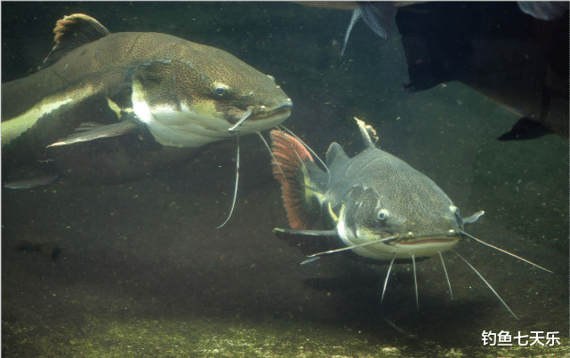 埃及|珠江“大鲶鱼”,被钓鱼人频频钓起!能不能吃?钓友:数数胡须的数量