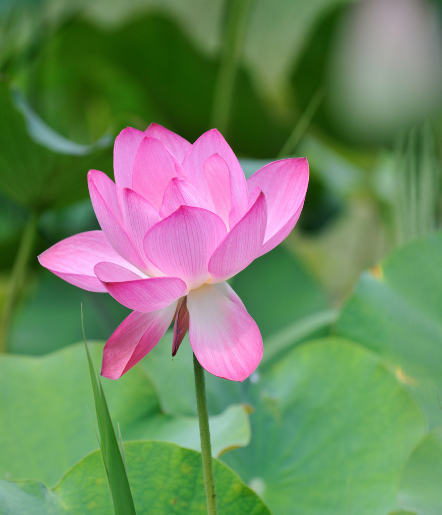星临天下 11月2日开始，喜鹊报喜，4属相时来运转，多财多福，生活美满
