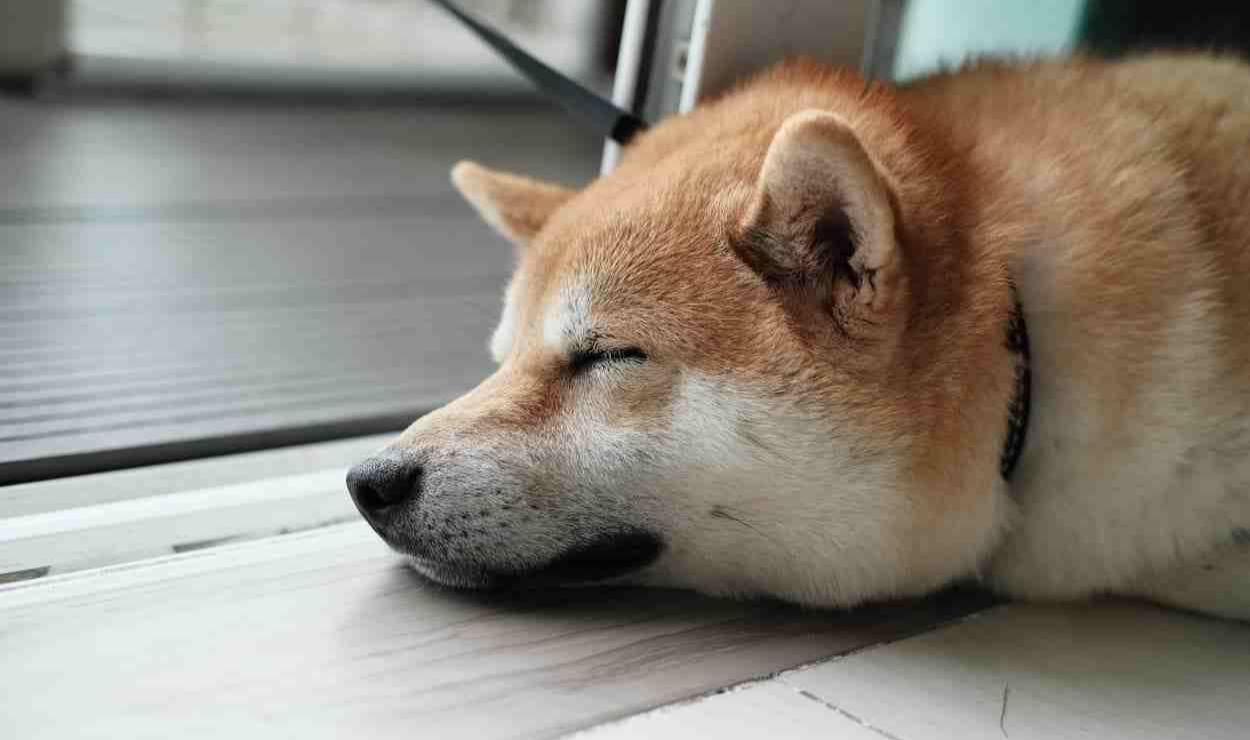 阿里巴巴|狗狗币一周上涨近20%，但谷歌趋势的搜索数据却降至低点