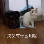 桉月|强颜欢笑的本喵