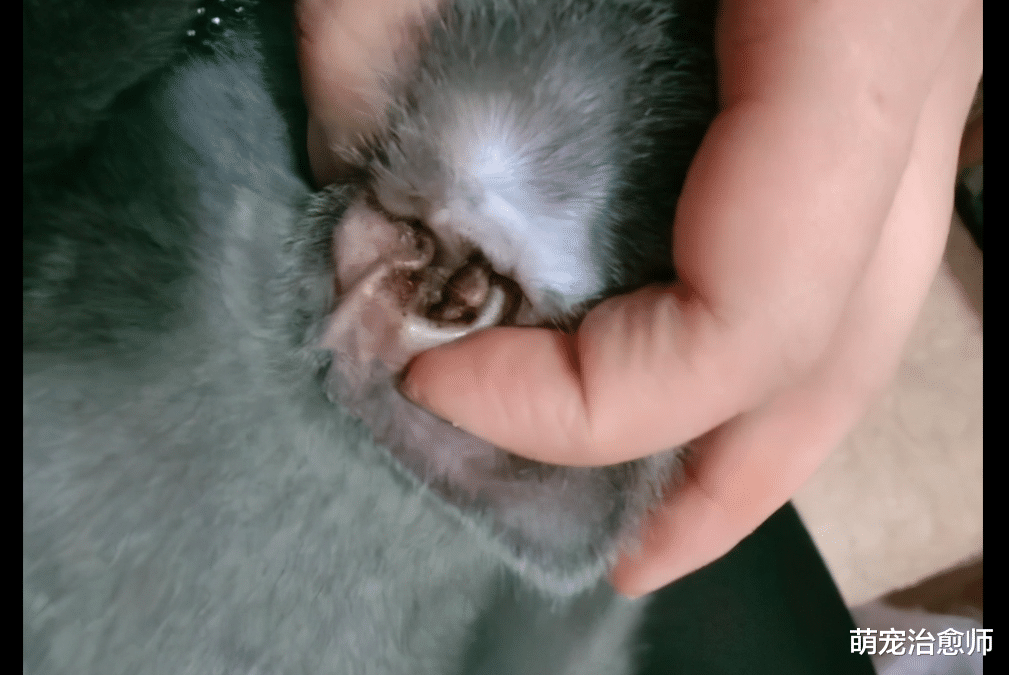 |网友捡了只生病的蓝猫，治好它后前主人竟上门来要猫，在钓鱼吗？