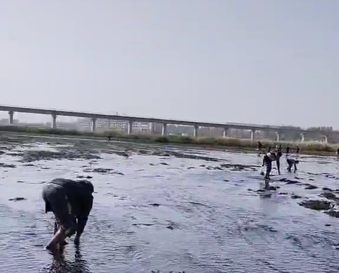 四川一河道水位突降,大量鲫鱼搁浅,老乡:遍地都是鱼,捡到手软