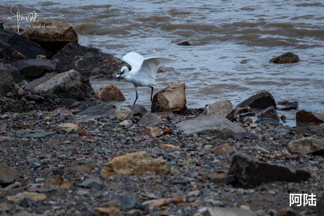 阿陆 在杭州总能看见勇敢的弄潮儿，于钱塘江之中乘风破浪