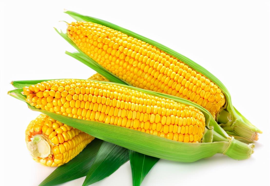 育妈计|中国大规模取消进口玉米订单,这是为什么,要减少进口依赖?