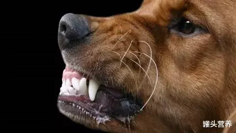 狂犬病 9岁男孩被狗舔一下就狂犬病发作去世？关于狂犬病你还误解多少？