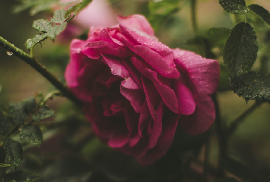 生肖|6月上旬，3生肖好运照拂，职场顺遂，事业发展超乎意料，欣欣向荣