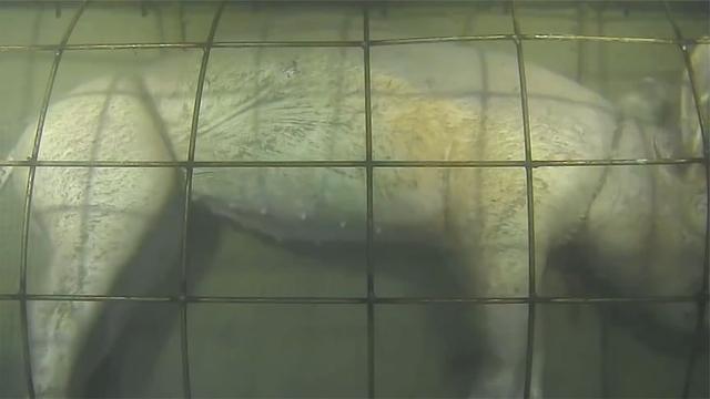 科学家 科学家将300斤猪扔进海底，每天观察，猪的下场让人背脊发凉