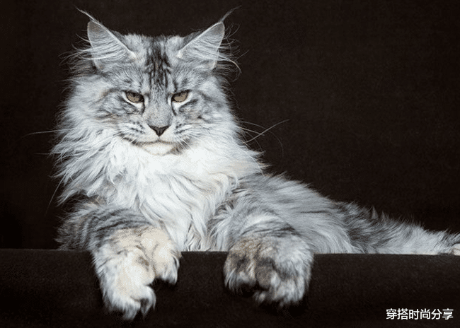 穿搭时尚分享|猫中大个头，缅因猫你认识吗？