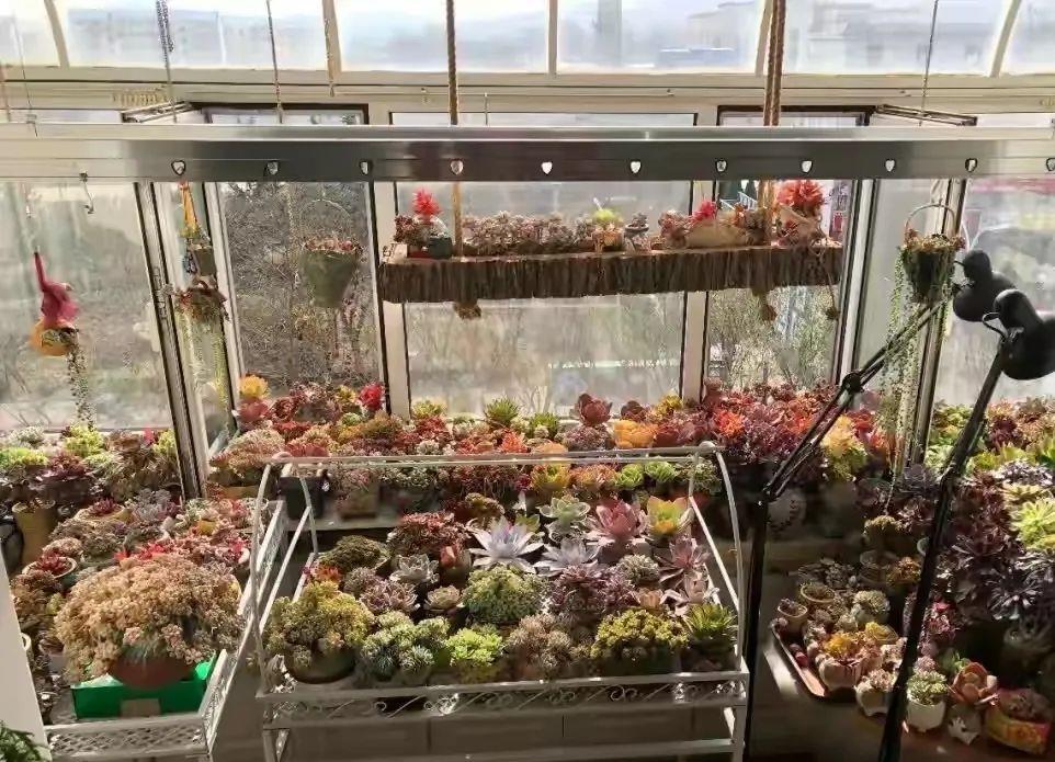 种上阳台|小姑娘说她人生50%的快乐是吃肉，另外50%的快乐是种多肉！