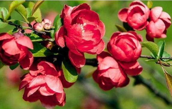 时尚舒适家 家里记得摆放这几样东西,有钱人一看就懂,再穷也住富裕!