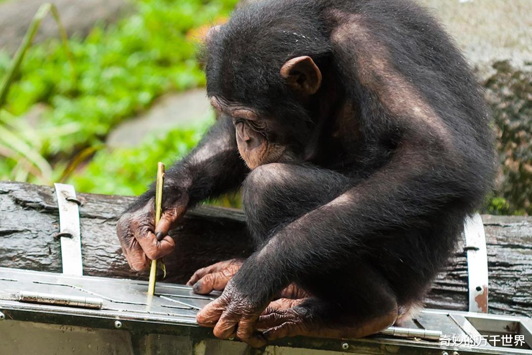 冠状病毒 北极熊会使用“工具”？面对巨大海象，北极熊投掷大石头把它砸晕