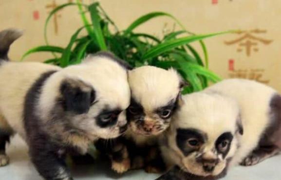 舜网 狗狗经常在外边浪，最后生下一窝私生子，看到长相主人不淡定了