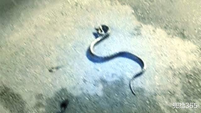 南昌|江西一男子夜钓“好运”连连，差点将一条蛇带回了家，来源却成谜