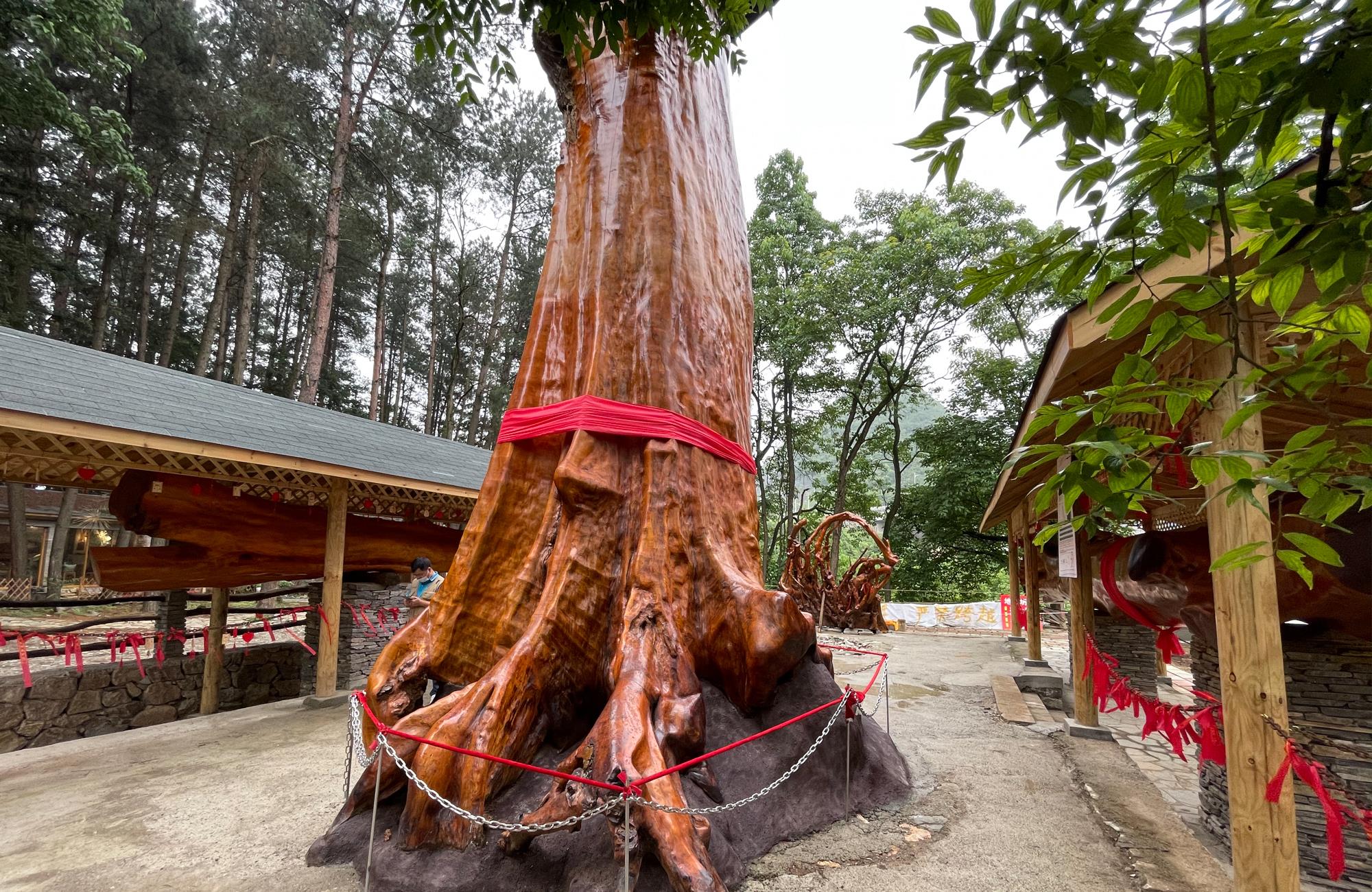 长脖子爸比说|贵阳发现4300年金丝楠木，因渡劫失败被火焚烧，如今价值上亿元
