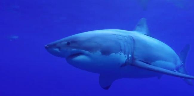 |鳄鱼和鲨鱼碰上谁会赢，这两种史诗级的巨兽相遇，会发生怎样的事