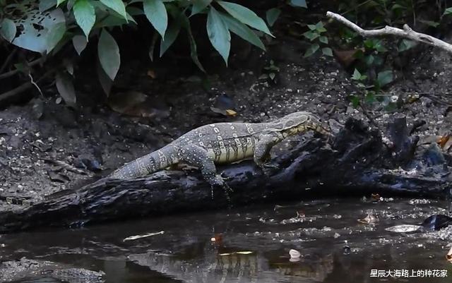  巨石滚落，寿命150年的“五爪金龙”意外现身，云南发现国宝巨蜥