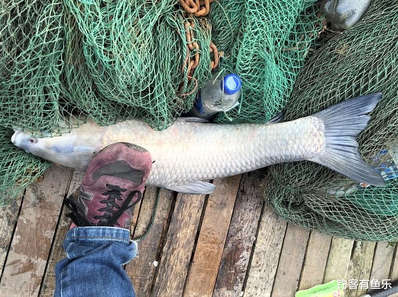 |钓什么鱼用什么饵，这几种鱼饵，是垂钓常见鱼类的经典饵料