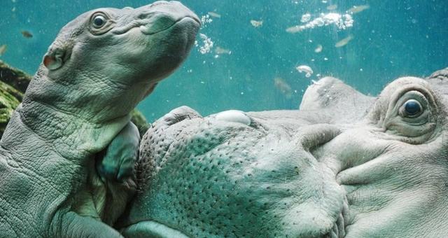 “涨姿势”了!关于自然界动物们,你所不知道的10个「冷知识」!