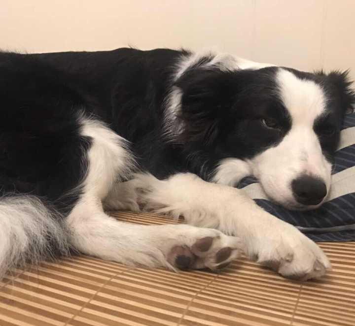 芷兰小时光|狗子的心理行为分析：狗子喜欢上床睡觉，处于什么样的心理