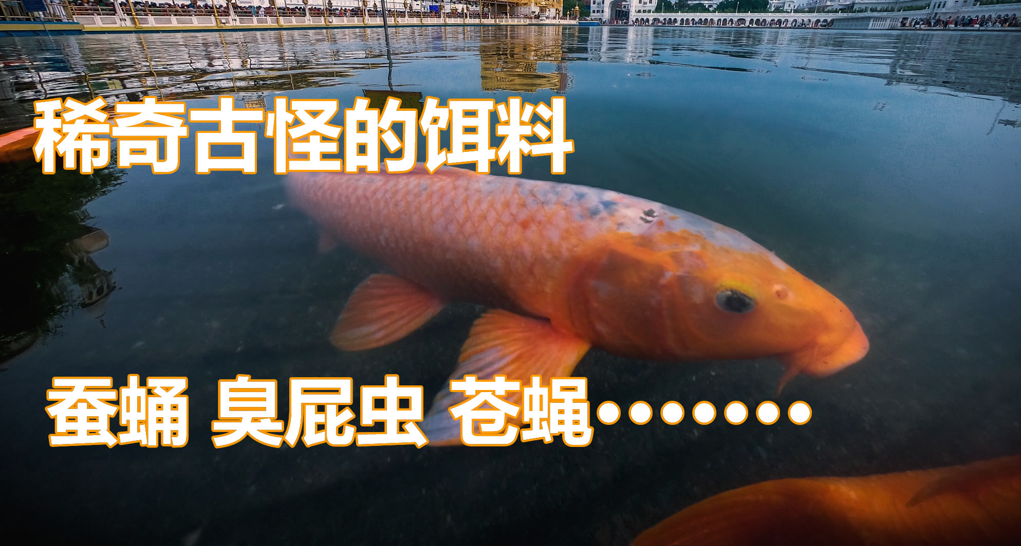 饵料|我钓鱼用过的奇葩饵料，洋葱牛粪烟屁股这还不算啥