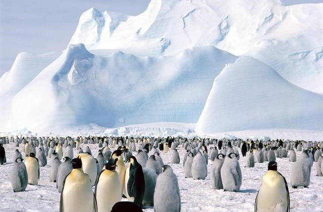 为什么没有北极企鹅？19世纪放养北极的69只企鹅，结局如何？