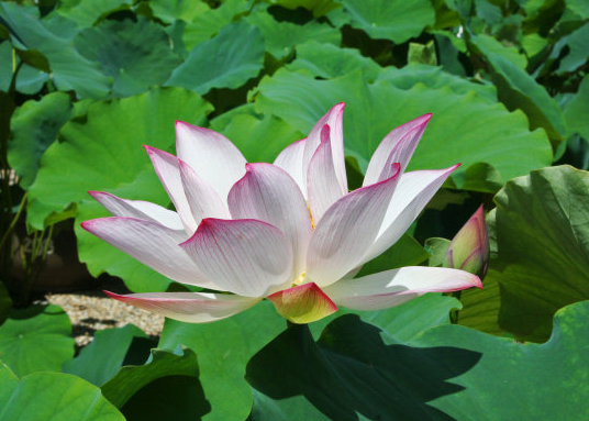 星临天下|7月下旬，五福临门，4属相桃花开、财源广，日子富足无忧