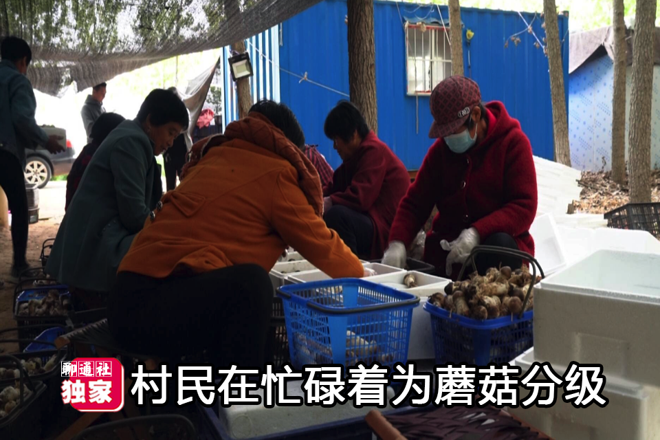 聊通社 聊城一片小树林中羞答答冒出“小精灵”，看上去很美，收入更惊人