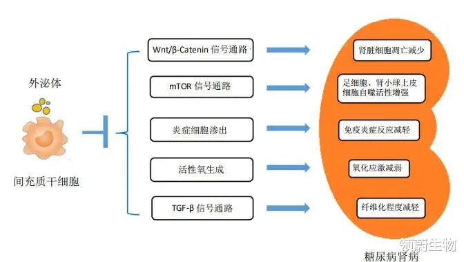 肠胃|多个临床实验证实干细胞治疗糖尿病肾病效果显著