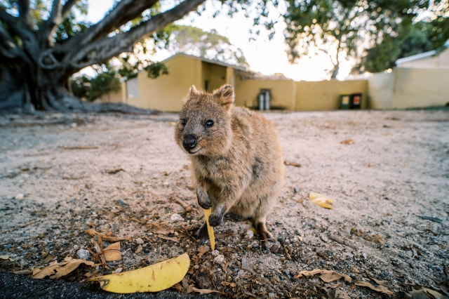 物联网|LOMO正式发布17mm F2.8全画幅超广角镜头
