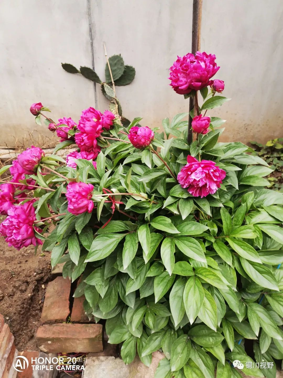 铜川周春辉 花花草草自己种，五月欣赏正当时