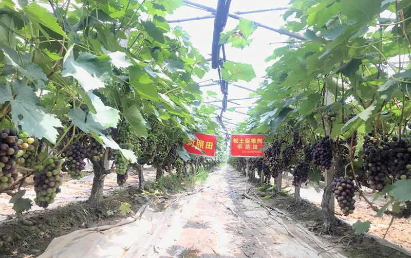 关于土壤调理剂,你要搞清楚这些问题
