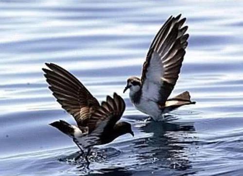 舜网 3种灭绝后重生的动物，它18世纪灭绝，消失了150年后再现