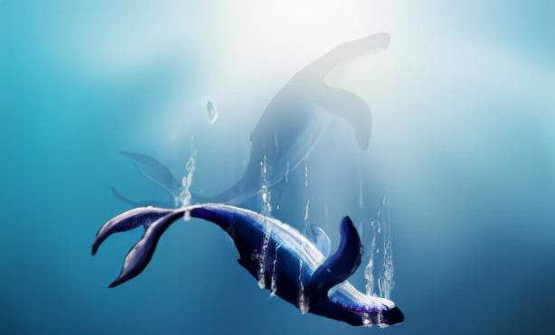 鲸落 中国南海首次发现鲸落：一鲸落，万物生！这是世界上最浪漫的死亡