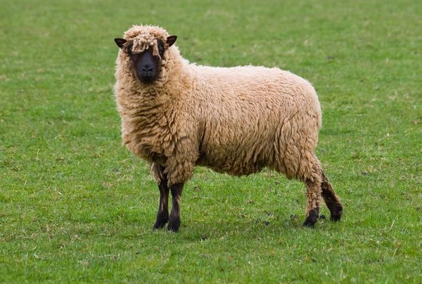 余绿一斗 四月,生肖羊“祸从天降”,未羊人瞧瞧怎么回事?