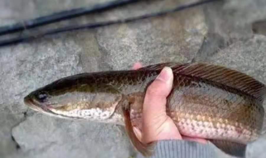 |难怪大鲫鱼都不感兴趣，原来老司机换用了这套黑鱼钓法，上鱼特快