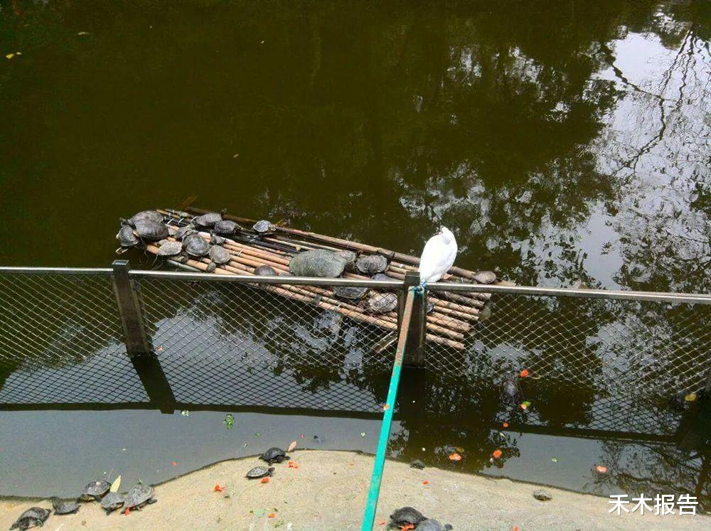  30年前作为食物引入我国，曾被大量养殖，却因人为放生泛滥成灾