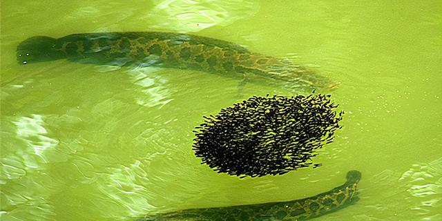 南京|南京钓鱼人，山塘水面下发现“乌黑阴影”，黑鱼还是餐条鱼？