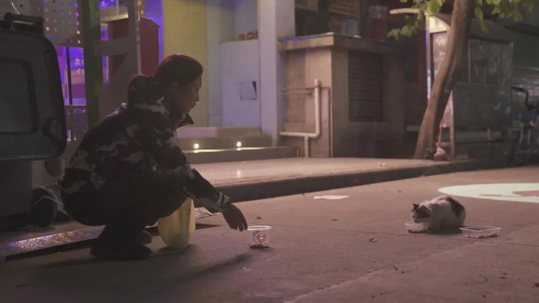 案件通报 流浪猫泛滥成灾，女子为2000多只流浪猫做绝育，花光50万积蓄