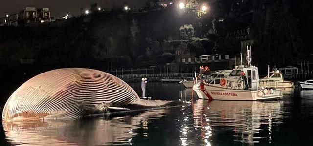 鲸鱼 什么是“鲸爆”？到目前为止人类亲眼目睹过的鲸爆现象有几次？